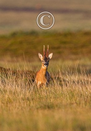 Roe Deer Buck DM1152